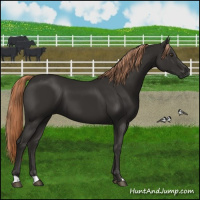 Horse Color:Liver Chestnut 
