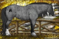 Horse Color:Blue Roan Sabino Rabicano 