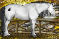 Horse Color:White Spotted Black Rabicano 