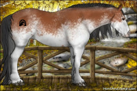 Horse Color:White Spotted Bay Rabicano 