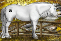 Horse Color:White Spotted Bay Splash Tobiano Rabicano 