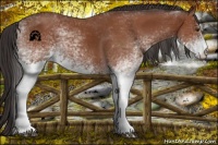 Horse Color:White Spotted Bay Rabicano 