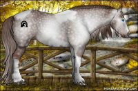 Horse Color:Gray Red Roan Tobiano Frame Rabicano 