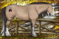 Horse Color:Amber Champagne Roan Splash Rabicano 