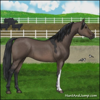 Horse Color:Brown Dun 