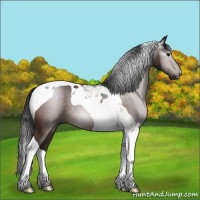 Horse Color:Gray Bay Tobiano 