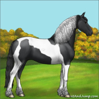 Horse Color:Black Tobiano 