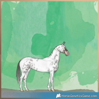 Horse Color:Liver Red Roan Tobiano Near Leopard 