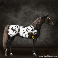 Horse Color:Midnight Chocolate Palomino Ice Sabino Blanket