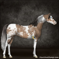 Horse Color:Liver Red Dun Splash Tobiano Rabicano 