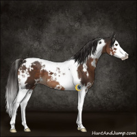 Horse Color:White Spotted Liver Chestnut Splash Tobiano 