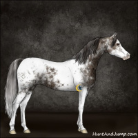 Horse Color:Liver Red Dun Ice Sabino Splash Tobiano 