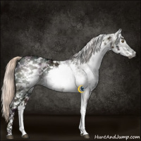 Horse Color:Gray White Spotted Midnight Palomino Ice Mushroom 