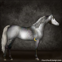 Horse Color:Gray Midnight Liver Chestnut Ice Sabino 