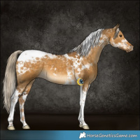 Horse Color:Chocolate Palomino Dun Tobiano