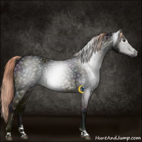 Horse Color:Gray Midnight Liver Chestnut Ice Sabino Tobiano 