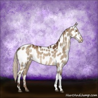 Horse Color:Silver Buckskin Dun Appaloosa Brindle 