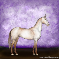 Horse Color:Gray Gold Champagne Dun Appaloosa Brindle