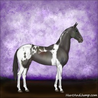Horse Color:Smoky Black Tobiano Appaloosa