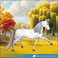 Horse Color:Bay Appaloosa 