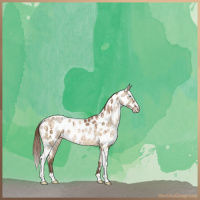 Horse Color:White Spotted Brown Pearl Dun Appaloosa Brindle 