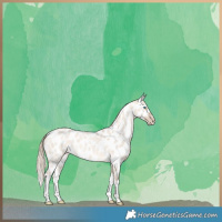 Horse Color:White Spotted Perlino Roan Dun Appaloosa 