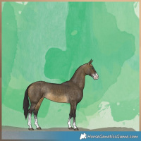 Horse Color:Buckskin Dun Sabino Brindle 