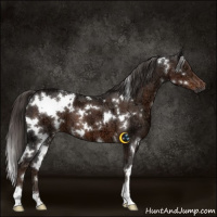 Horse Color:White Spotted Liver Chestnut Ice 