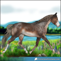 Horse Color:Liver Chestnut Sabino 
