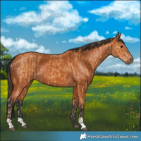 Horse Color:Chestnut  and Bay 