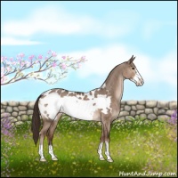 Horse Color:Liver Red Dun Frame Appaloosa Brindle