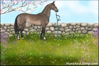 Horse Color:Brown Dun Sabino