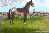 Horse Color:Bay Appaloosa 