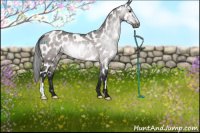 Horse Color:Gray Platinum Bay Dun Near Leopard Rabicano 