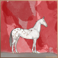 Horse Color:Liver Red Dun Appaloosa Brindle 
