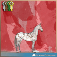 Horse Color:Bay Dun Appaloosa Brindle 