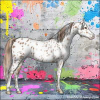 Horse Color:Chestnut Sabino Frame Appaloosa 