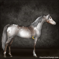 Horse Color:Gray White Spotted Liver Chestnut Ice Sabino 