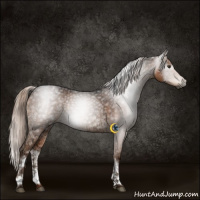 Horse Color:Gray White Spotted Liver Chestnut Ice 