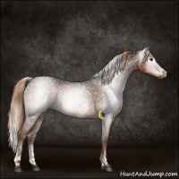 Horse Color:Gray White Spotted Liver Chestnut 