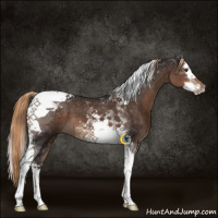 Horse Color:Liver Chestnut Splash Tobiano 