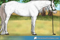 Horse Color:White Spotted Liver Red Dun Sabino Rabicano