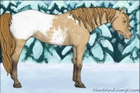 Horse Color:Buckskin Roan Dun Appaloosa 
