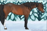 Horse Color:Brown Rabicano 