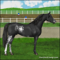 Horse Color:White Spotted Liver Chestnut