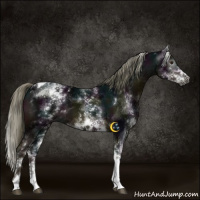Horse Color:Gray White Spotted Midnight Liver Chestnut Mushroom Tobiano 