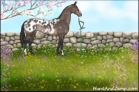 Horse Color:Brown Dun Sabino Appaloosa Rabicano