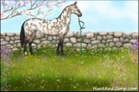 Horse Color:Gray Brown Dun Sabino Appaloosa Rabicano