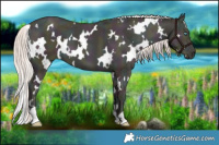 Horse Color:White Spotted Midnight Chocolate Palomino Ice Pearl Dun Brindle