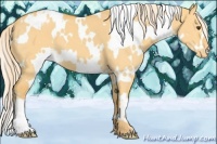 Horse Color:White Spotted Palomino Dun Appaloosa 